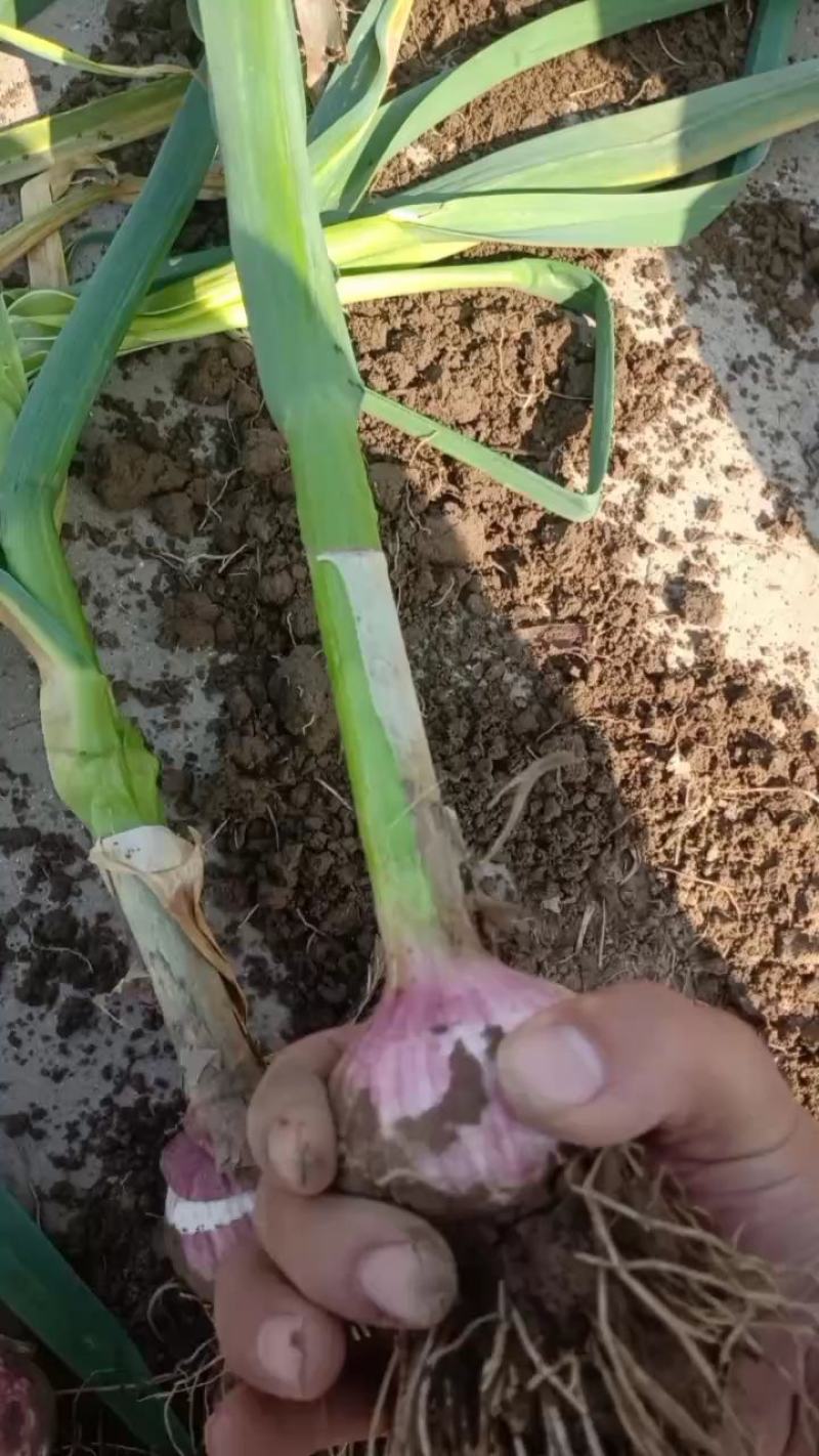 大蒜瓜果蔬菜专业种植区域产地直销我愿真诚为广大客商服务，