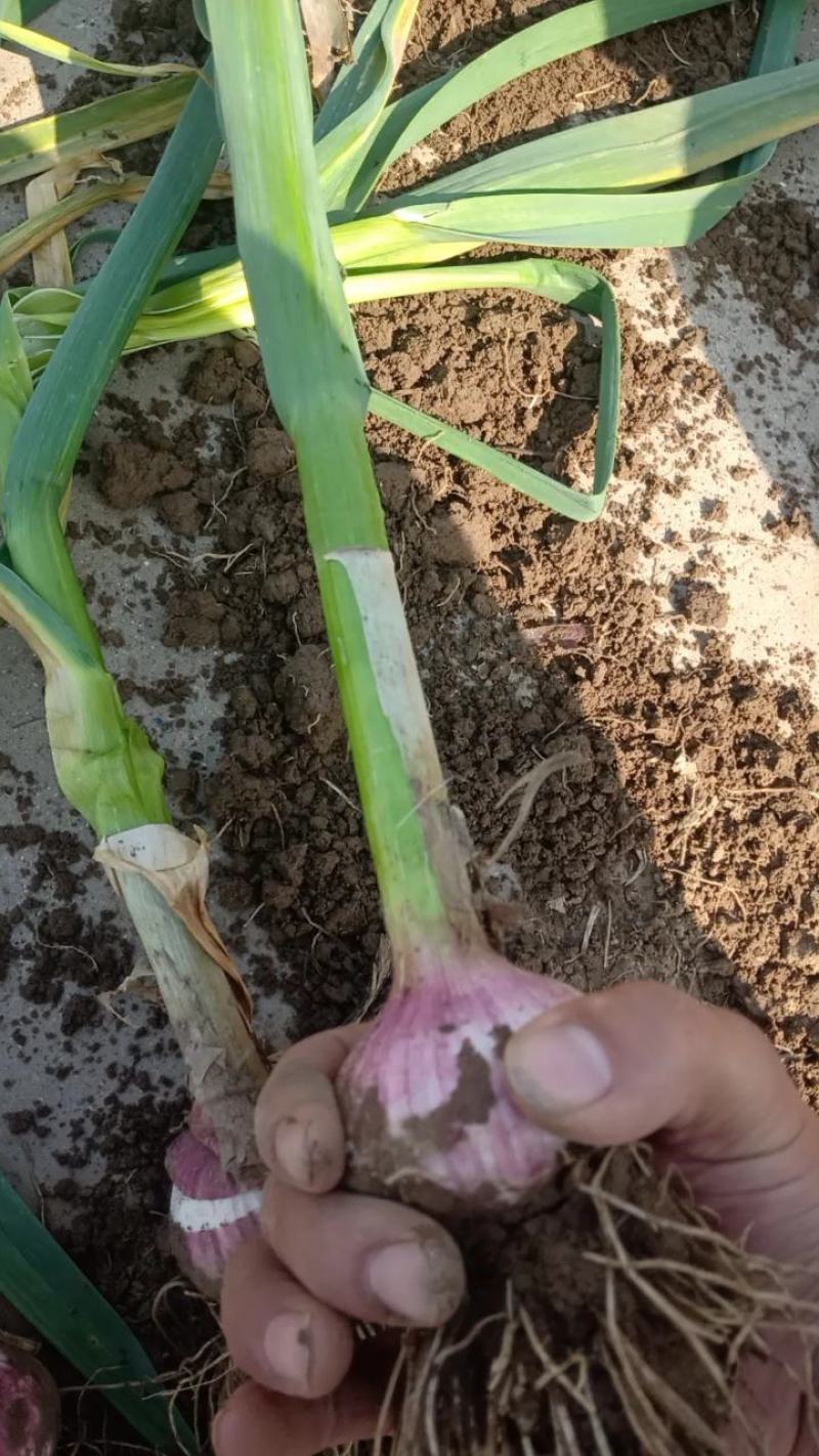 大蒜瓜果蔬菜专业种植区域产地直销我愿真诚为广大客商服务，