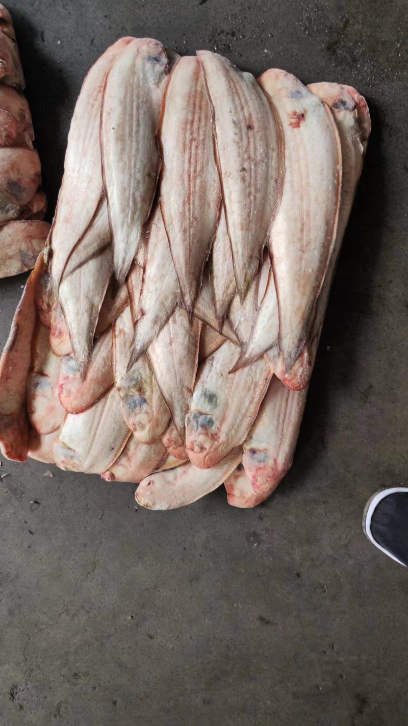 龙利鱼舍踏鱼船冻龙利鱼船冻舍踏鱼龙利鱼舍踏鱼