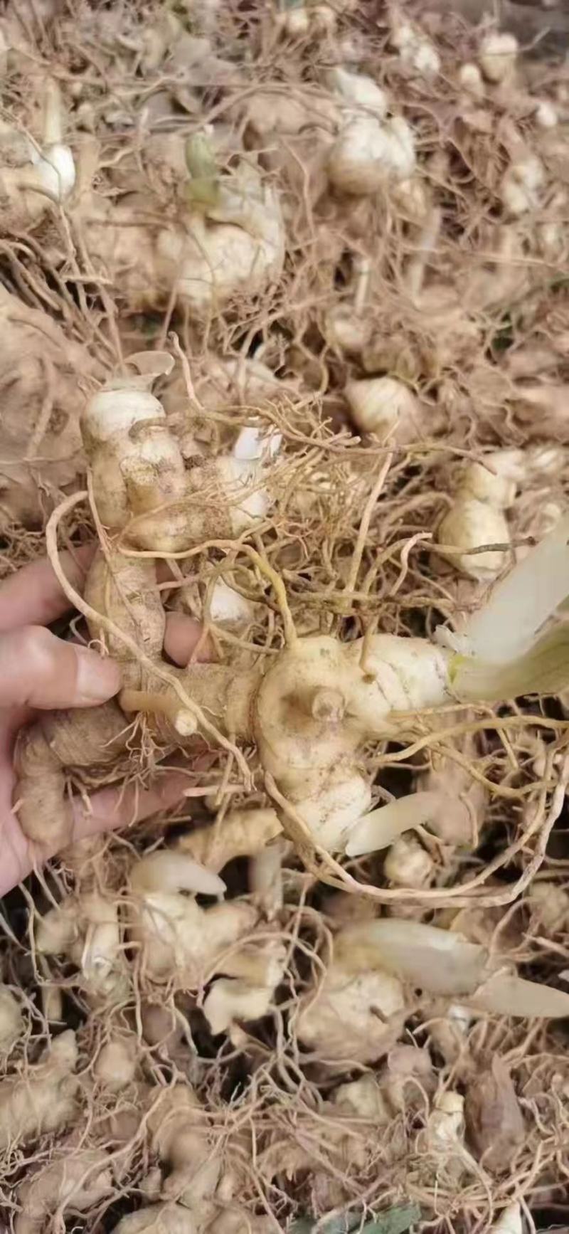 【优选】黄精种子黄精催芽种子基地直
