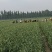 我处大蒜，即将大量上市。欢迎新老客户，洽谈业务。