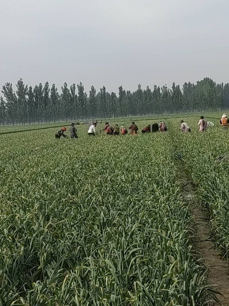 我处大蒜，即将大量上市。欢迎新老客户，洽谈业务。