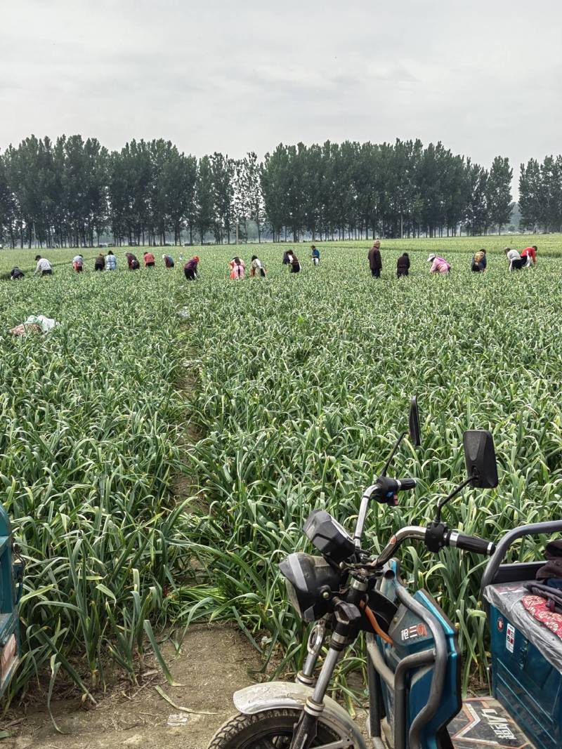 我处大蒜，即将大量上市。欢迎新老客户，洽谈业务。