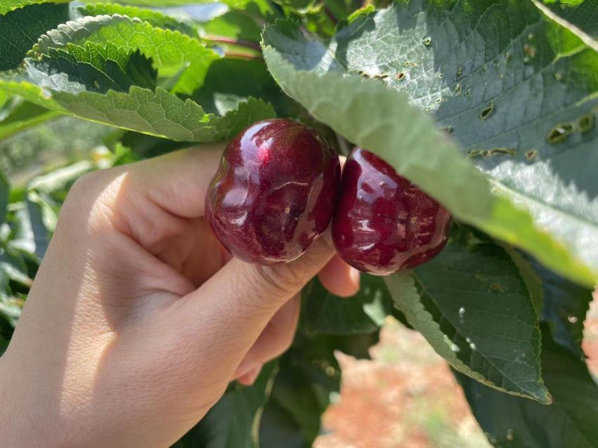 车厘子双胞胎特写