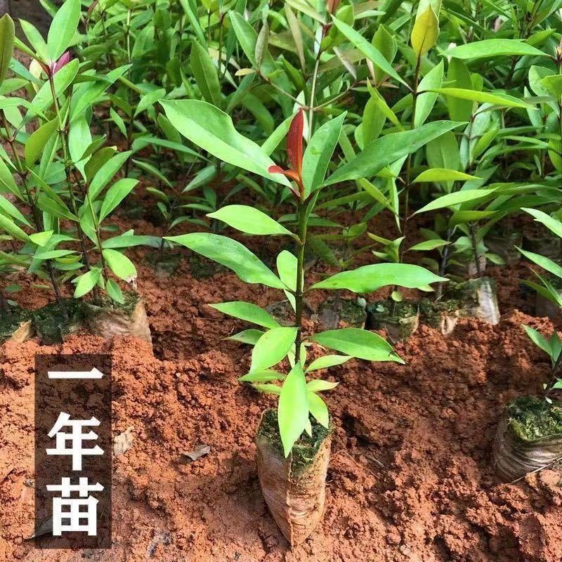 正宗岭南山竹树苗可食用清香南方种植室外花园地带土带叶广西