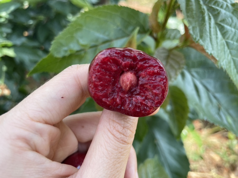 车厘子切开后的果肉细节图,展示其内部结构与颜色分布,体现成熟度差异 车厘子切面特写图