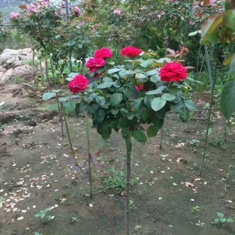 树壮月季