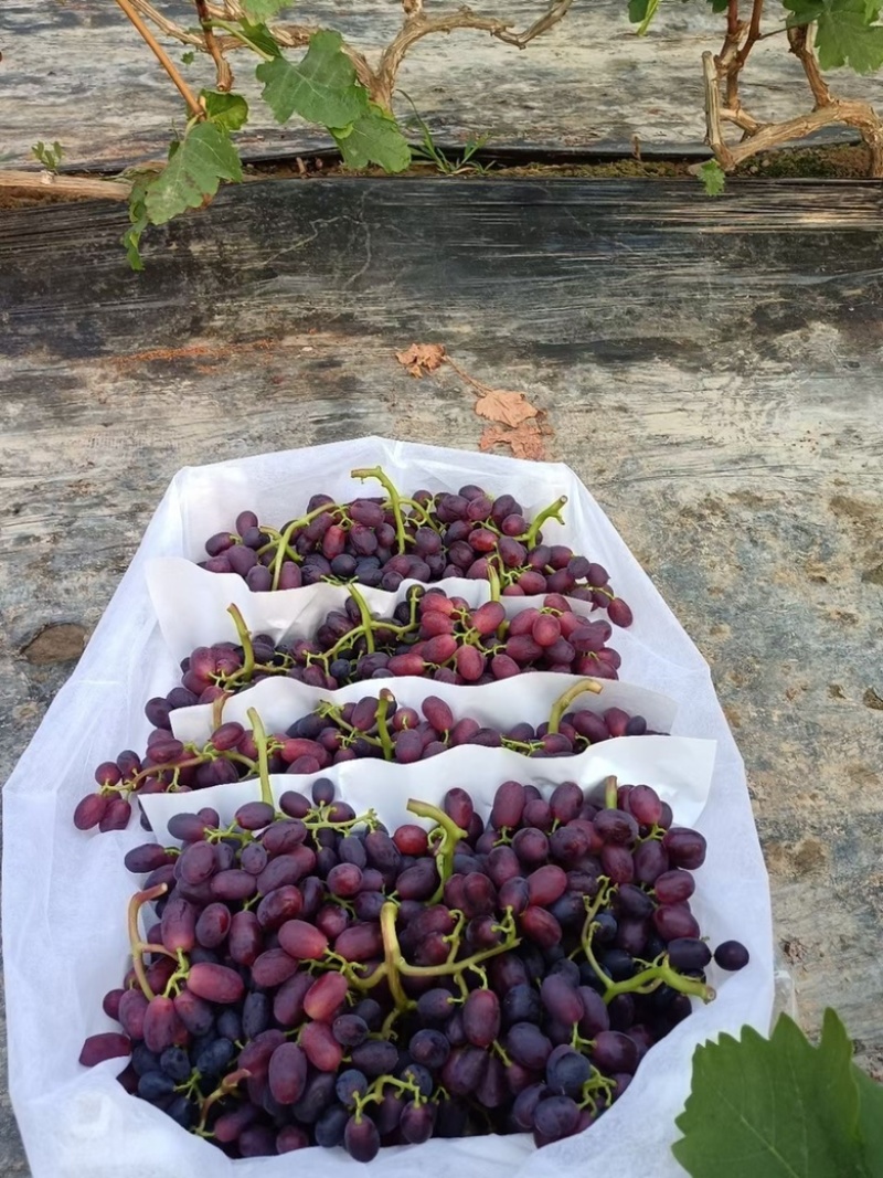 老家万亩🍇夏黑藤稔早熟红无核巨盛巨玫瑰等大量有货
