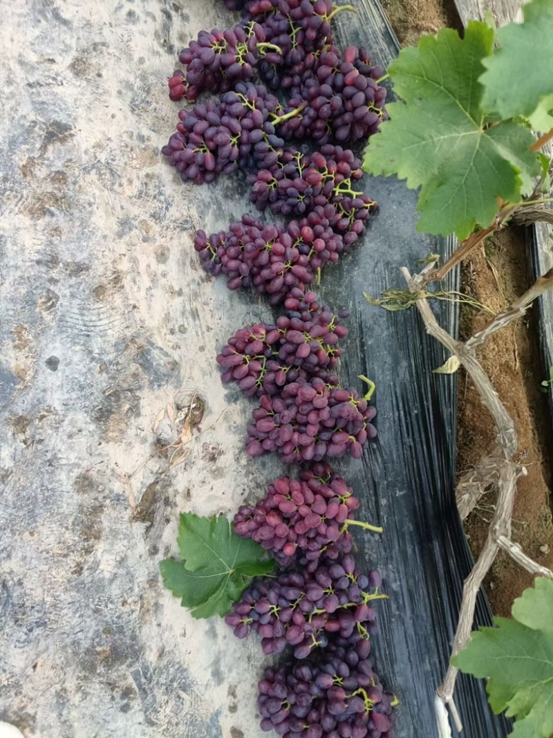 老家万亩🍇夏黑藤稔早熟红无核巨盛巨玫瑰等大量有货