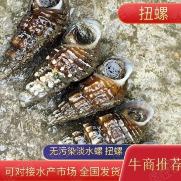 鲜脆爽口深水扭螺钉螺香螺长螺河螺美纹螺水螺丁螺