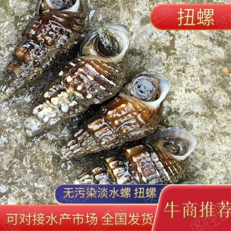 鲜脆爽口深水扭螺钉螺香螺长螺河螺美纹螺水螺丁螺