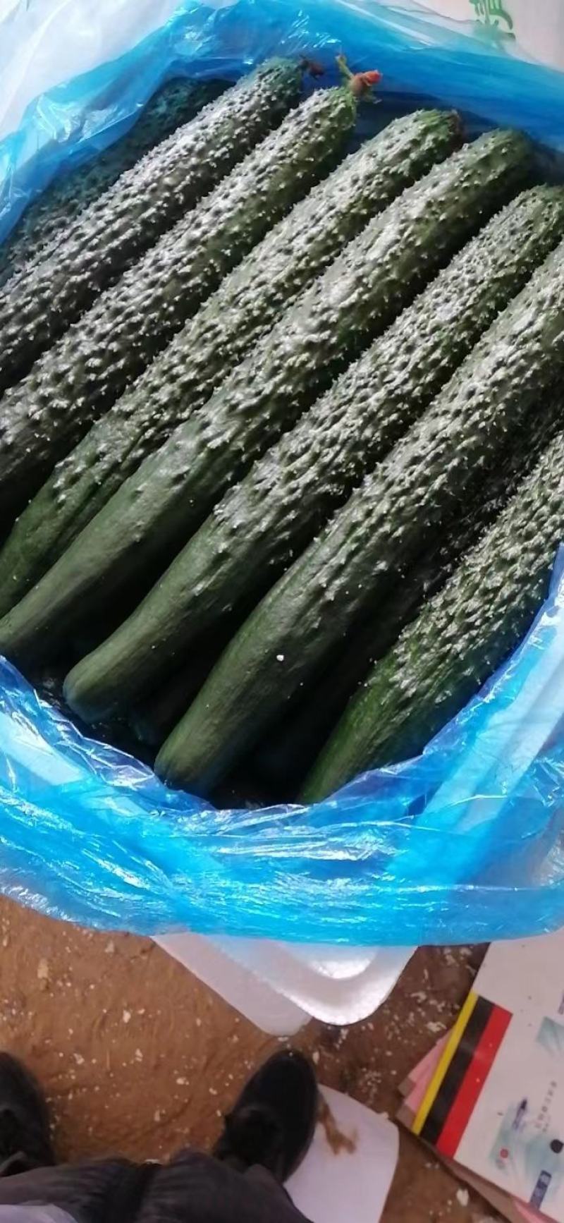 山东寿光精品黄瓜，密刺黄瓜，产地直供，当天采摘，质优价廉
