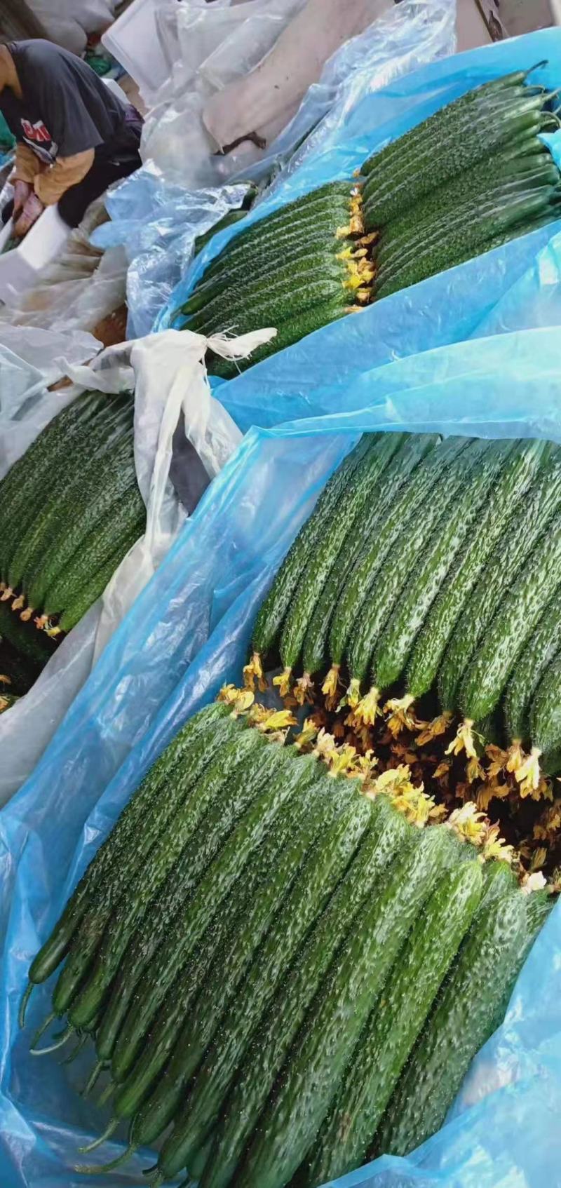 山东寿光精品黄瓜，密刺黄瓜，产地直供，当天采摘，质优价廉
