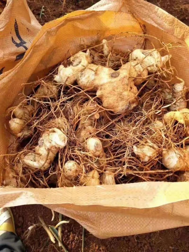 【黄精芽头】黄精芽头块茎老虎姜芽头块茎优良品种种植回收