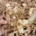 【黄精芽头】黄精芽头块茎老虎姜芽头块茎优良品种种植回收