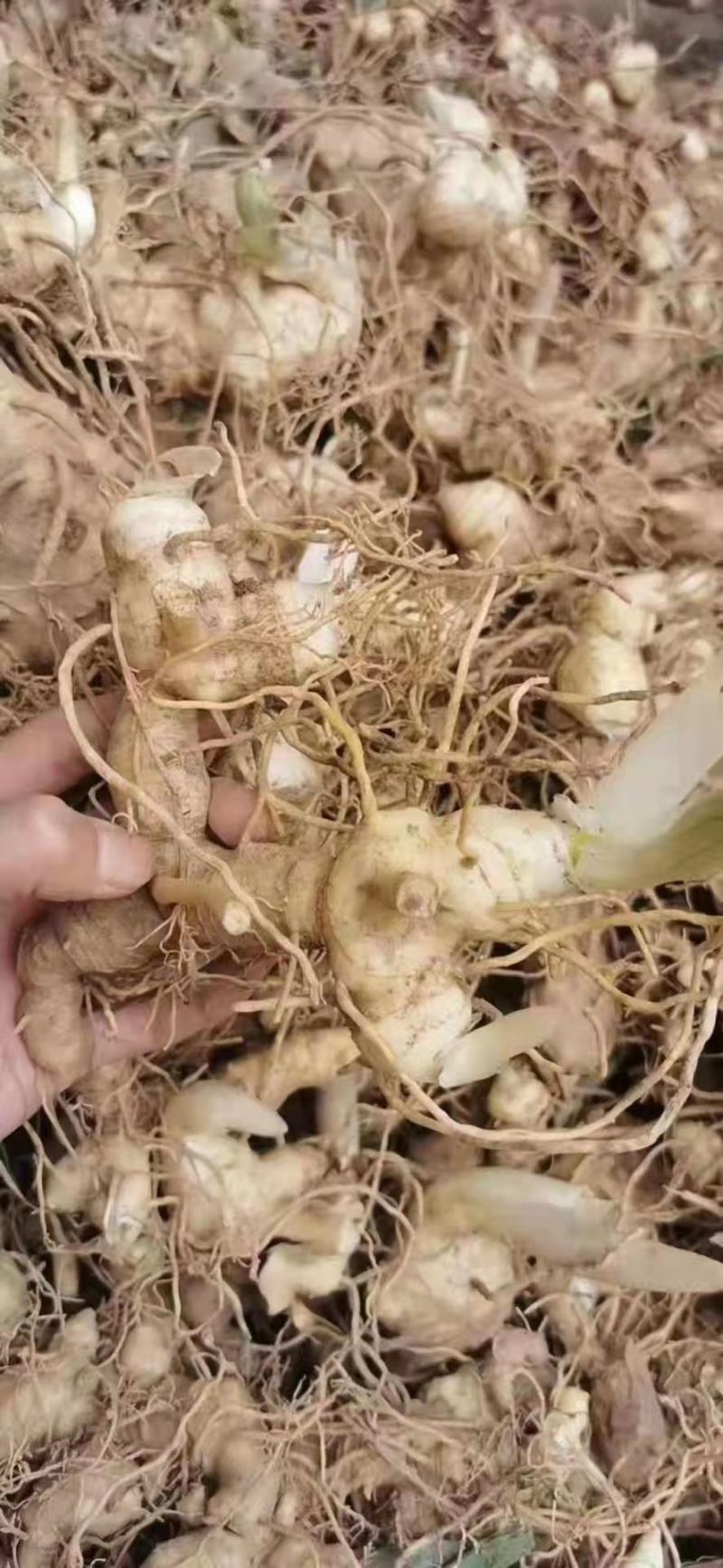【黄精芽头】黄精芽头块茎老虎姜芽头块茎优良品种种植回收