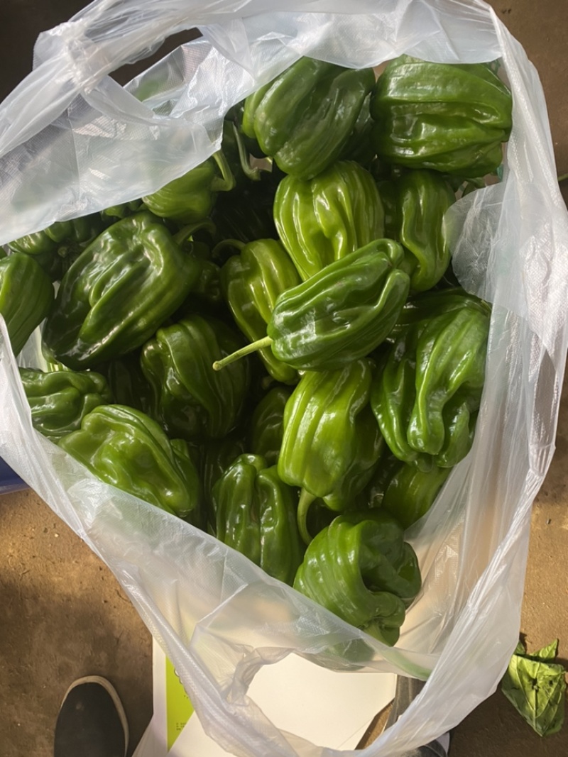 唐山滦南麻辣椒正在上市中，欢迎各位客商前来选购
