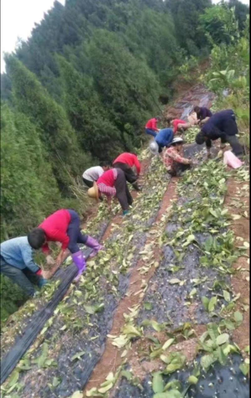 【精选】佛手苗佛手插条观赏佛手川佛手种苗基地直供