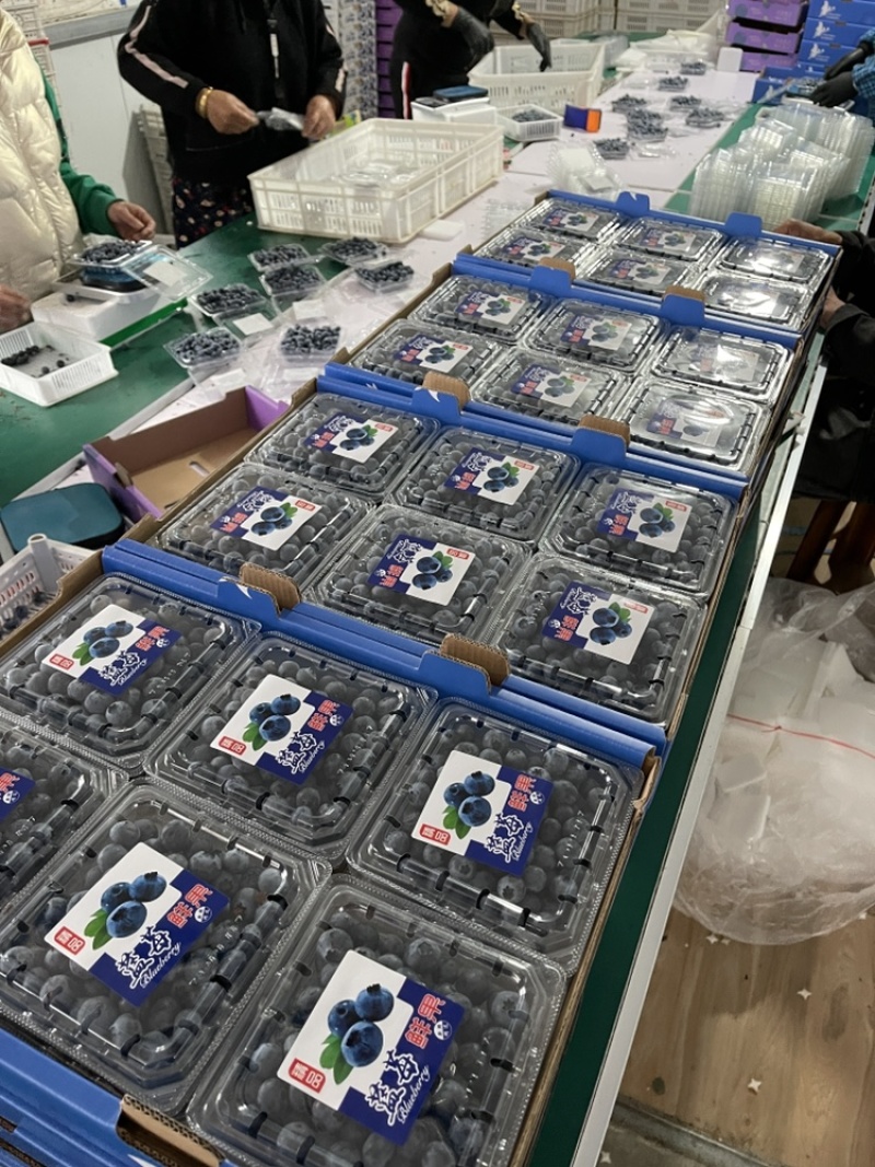 蓝莓12合一，价格低，糖度高