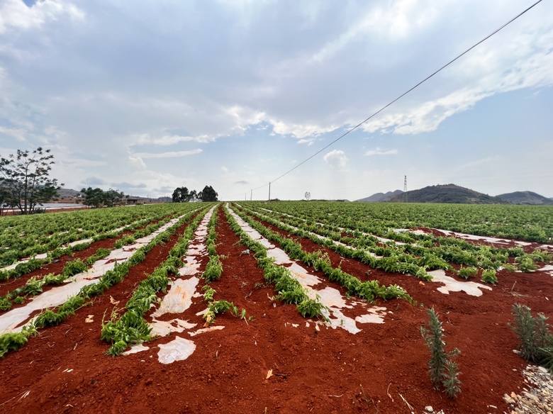 正宗垆土铁棍山药生长环境航拍图