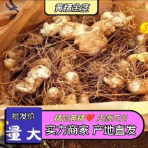 【黄精芽头】黄精芽头块茎老虎姜芽头块茎优良品种种植回收