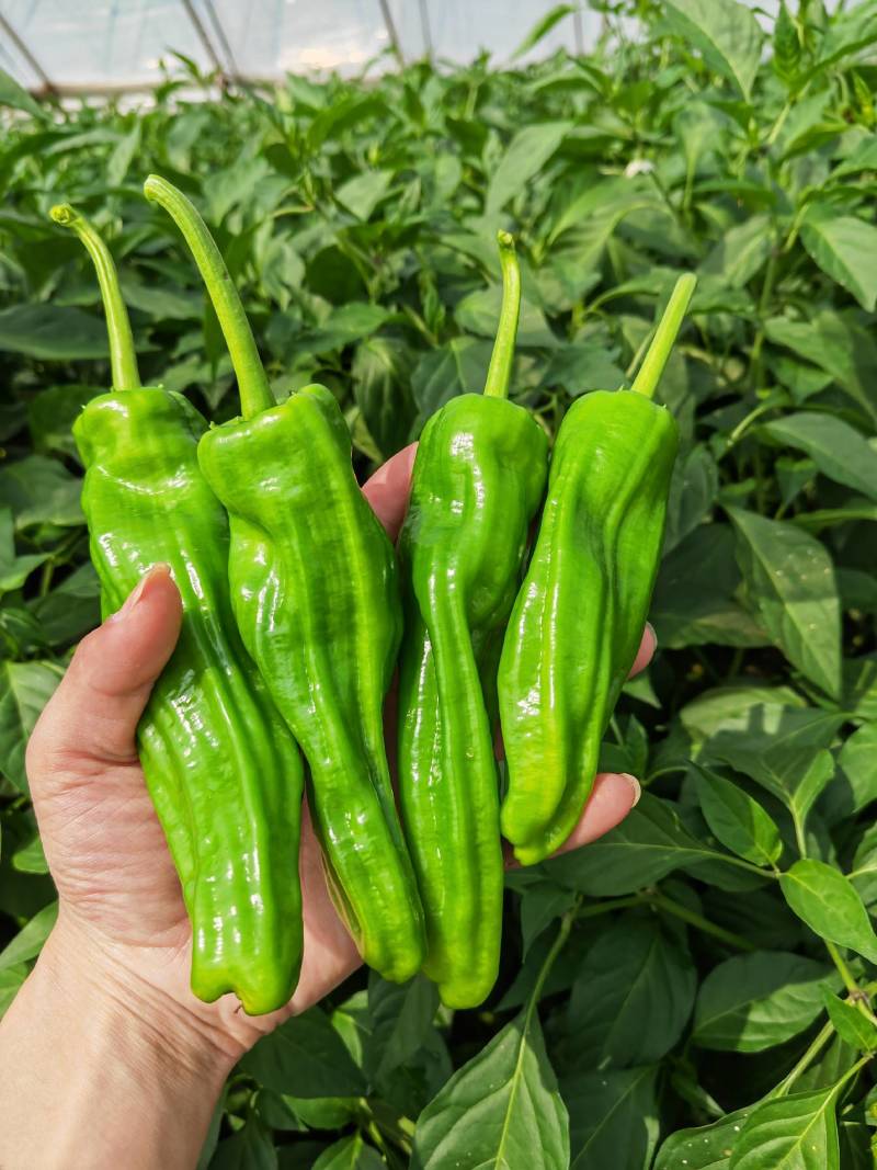 【精选】麻城薄皮椒新鲜上市啦！万亩种植基地直发，品质保证