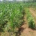 【黄精芽头】黄精芽头块茎老虎姜芽头块茎优良品种种植回收