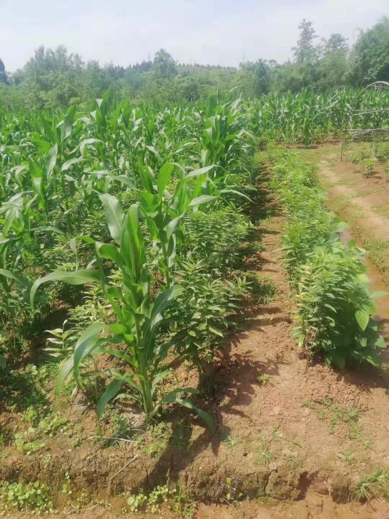 【黄精芽头】黄精芽头块茎老虎姜芽头块茎优良品种种植回收