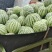 湖北西瓜8424麒麟美都西瓜大量供货保熟保甜头茬西瓜