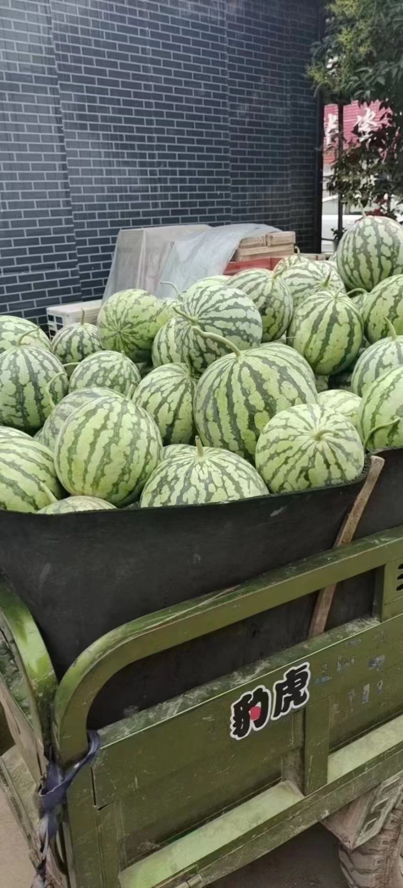 湖北西瓜8424麒麟美都西瓜大量供货保熟保甜头茬西瓜