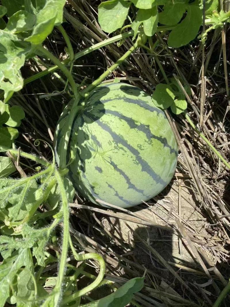 湖北西瓜8424麒麟美都西瓜大量供货保熟保甜头茬西瓜