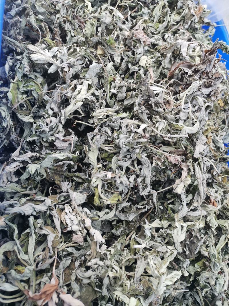 艾叶大别山野生大少艾叶