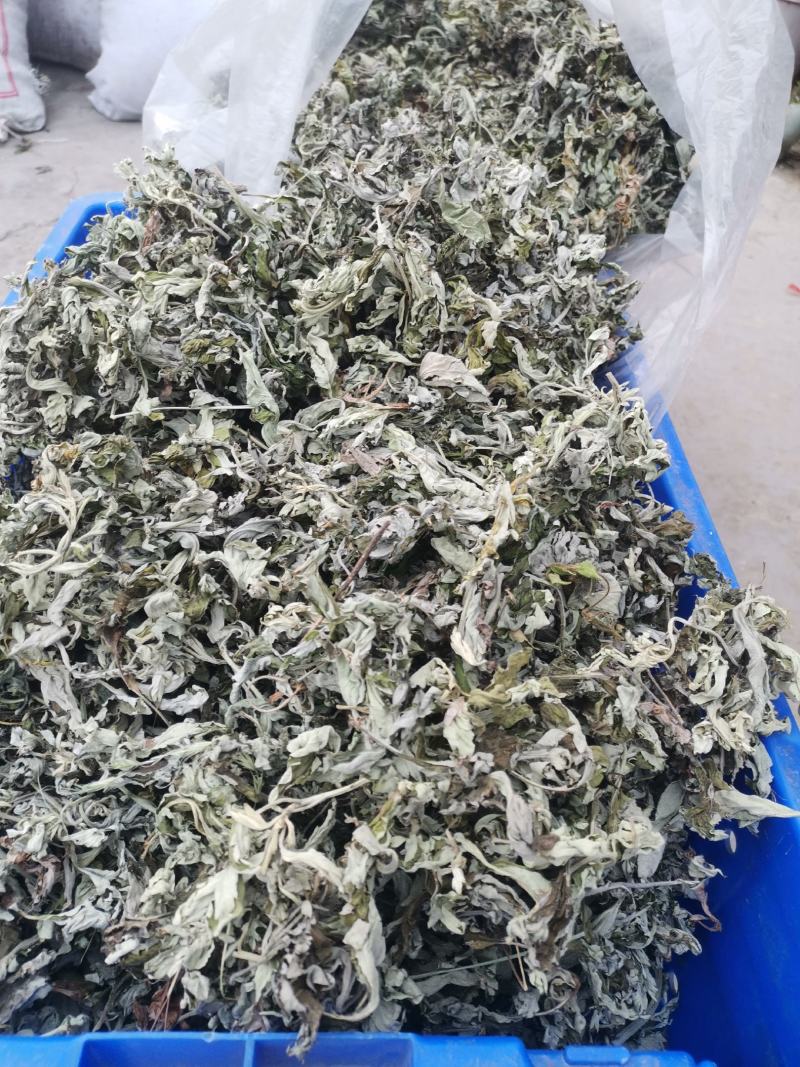 艾叶大别山野生大少艾叶