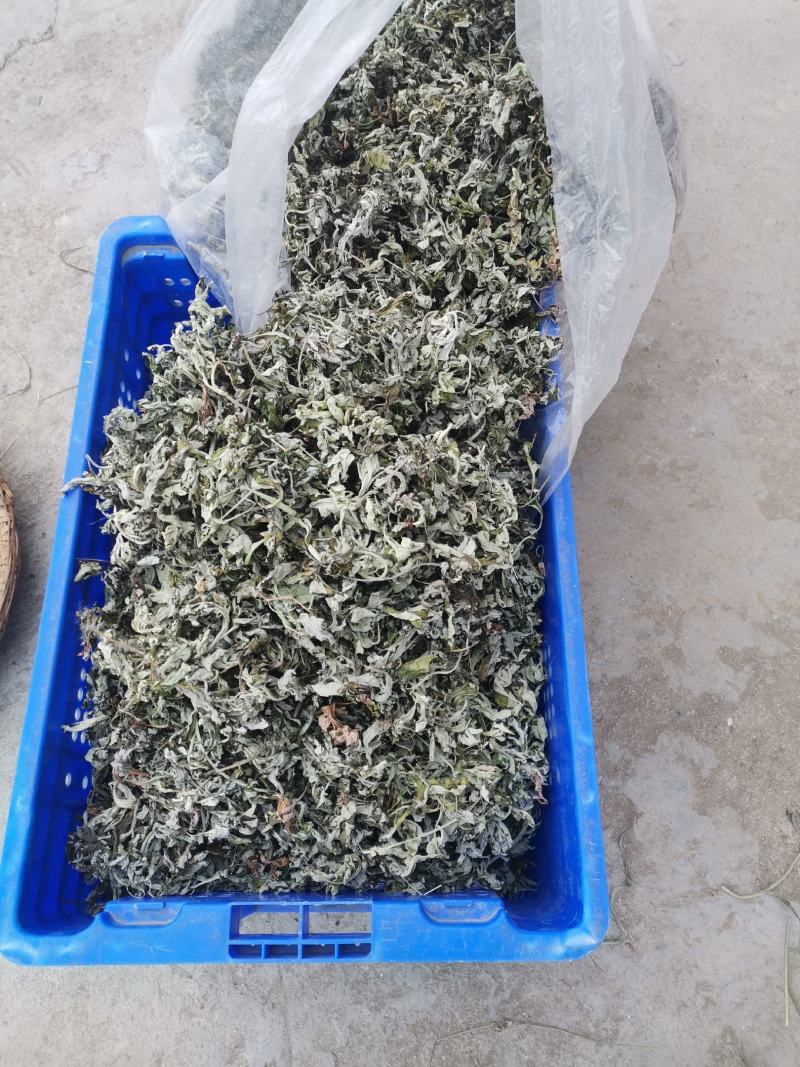 艾叶大别山野生大少艾叶