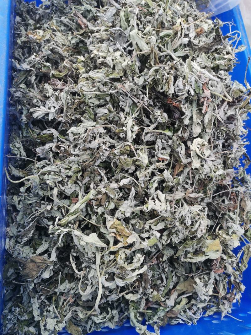 艾叶大别山野生大少艾叶