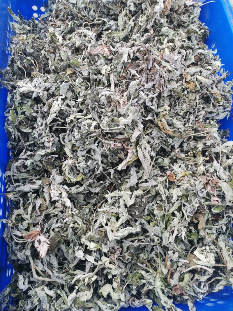艾叶大别山野生大少艾叶