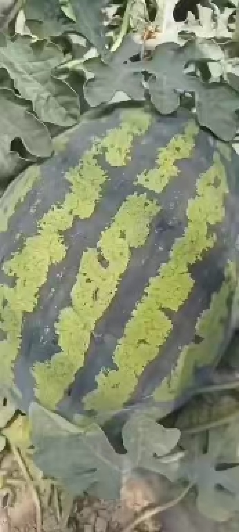 无籽甜王，陕西大棚无籽西瓜，大量供应中，口感好，糖度高，