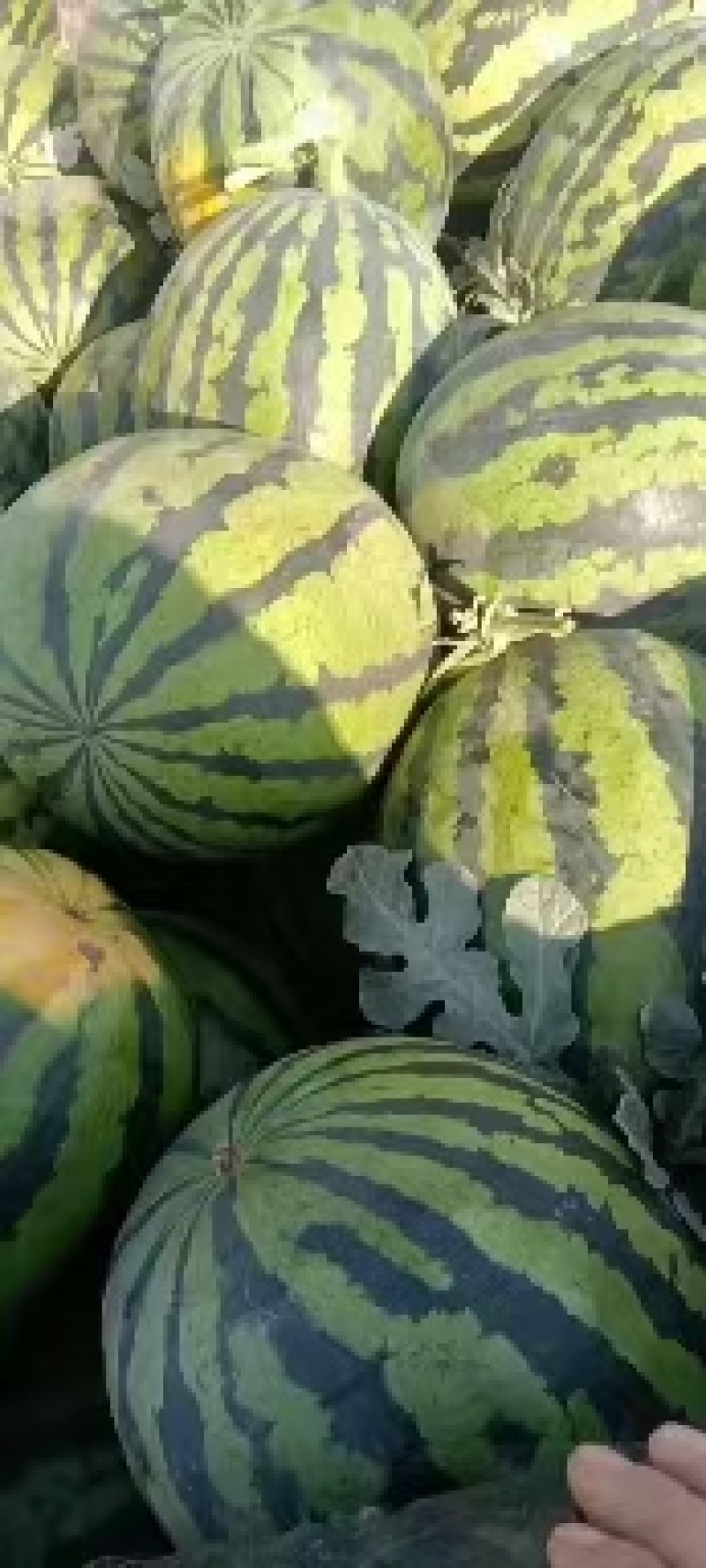 无籽甜王，陕西大棚无籽西瓜，大量供应中，口感好，糖度高，