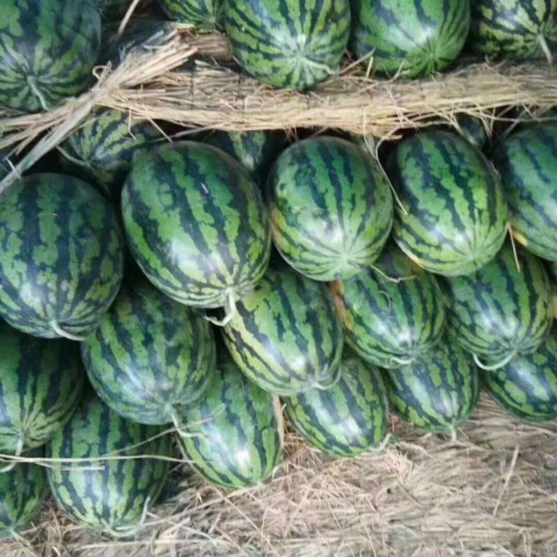 无籽甜王，陕西大棚无籽西瓜，大量供应中，口感好，糖度高，