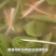 莼菜