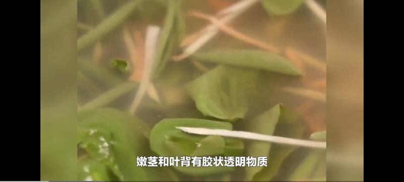 莼菜