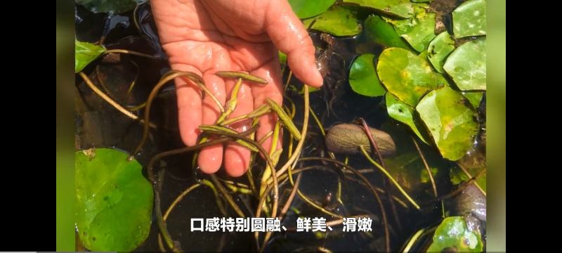 莼菜