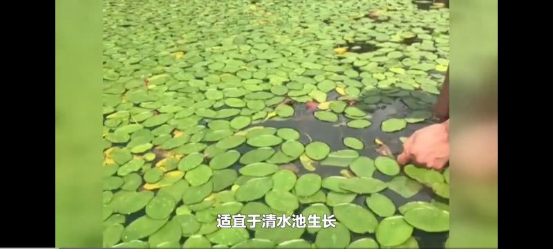 莼菜