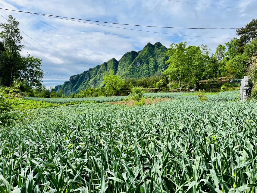 蒜薹花田实景图