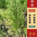 侧柏苗80公分的现挖现发货，支持线上交易，快递发货