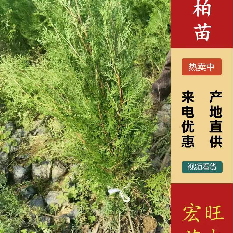 侧柏苗80公分的现挖现发货，支持线上交易，快递发货
