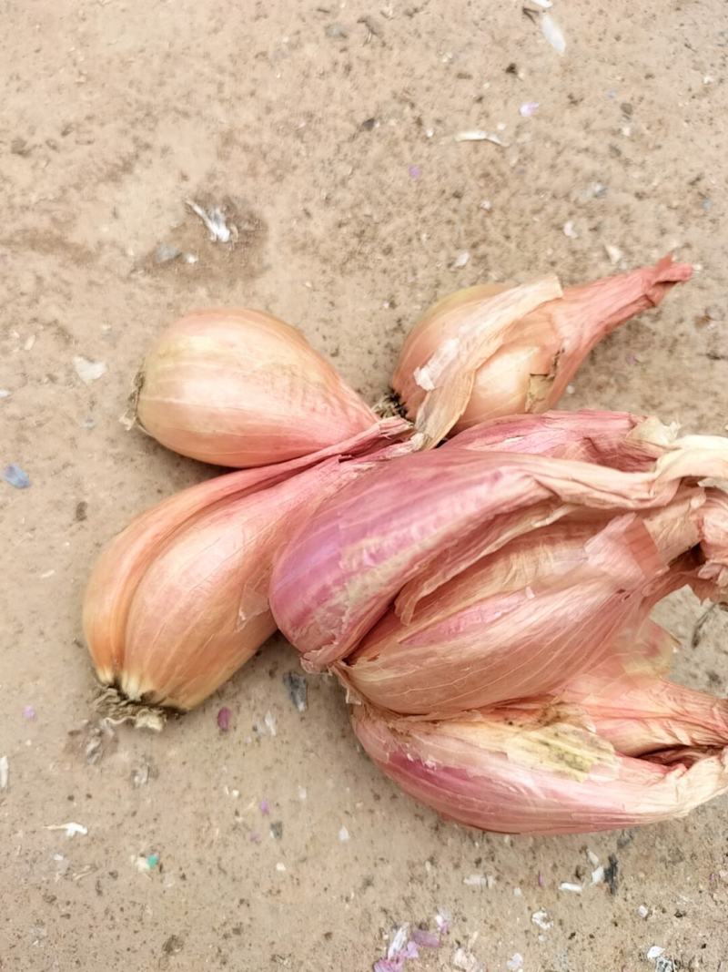 云南红葱香葱火葱黄葱产地直发一手货源
