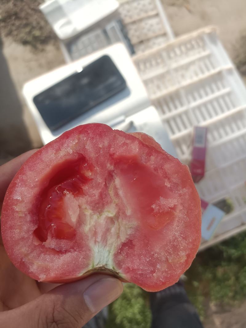 【硬粉西红柿】万亩种植基地品质保证价格实惠弧三起步