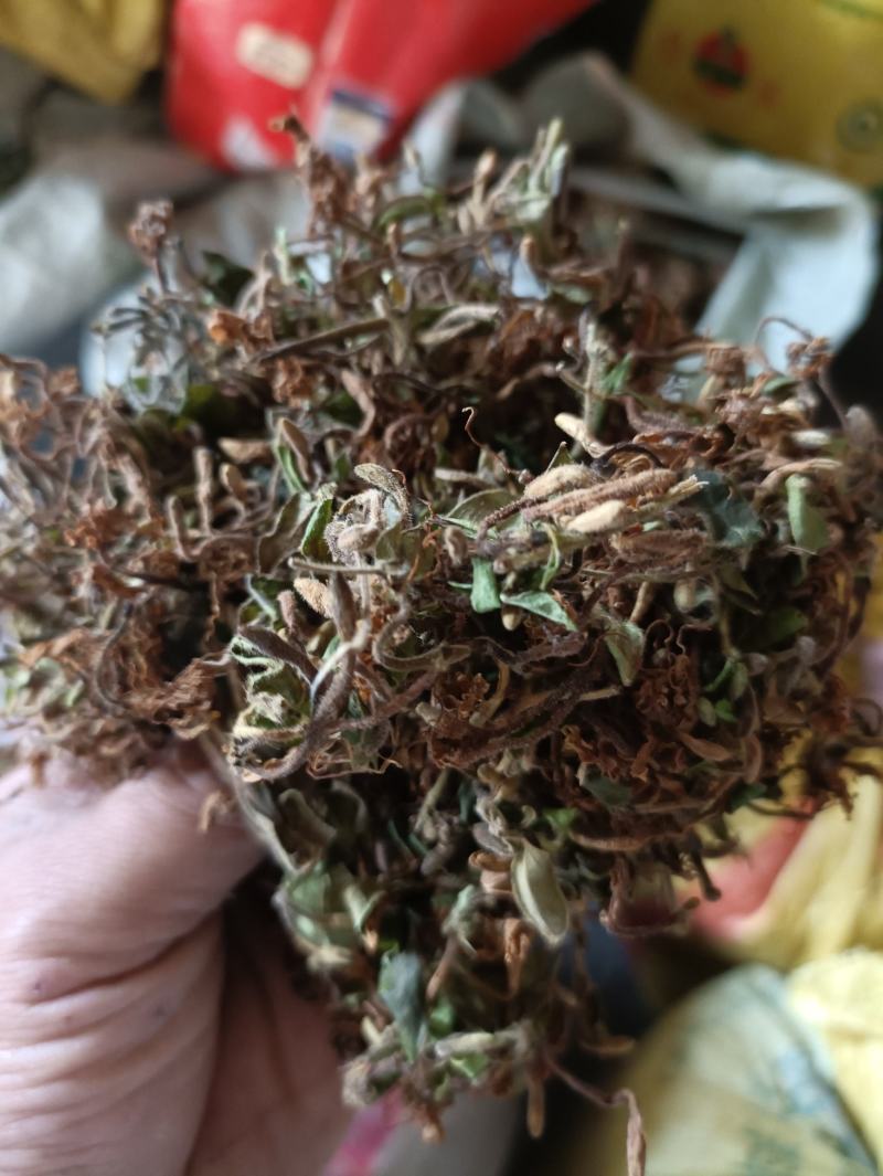 四川广元大山野生金银花，毛银花