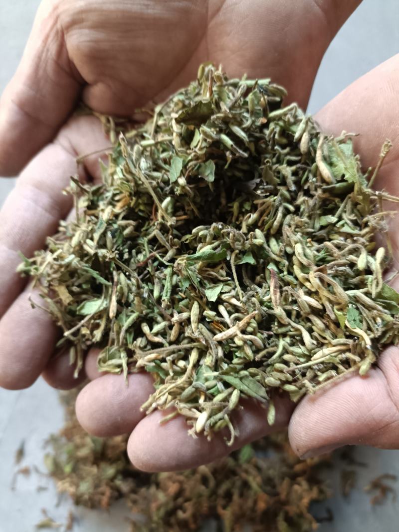 四川广元大山野生金银花，毛银花